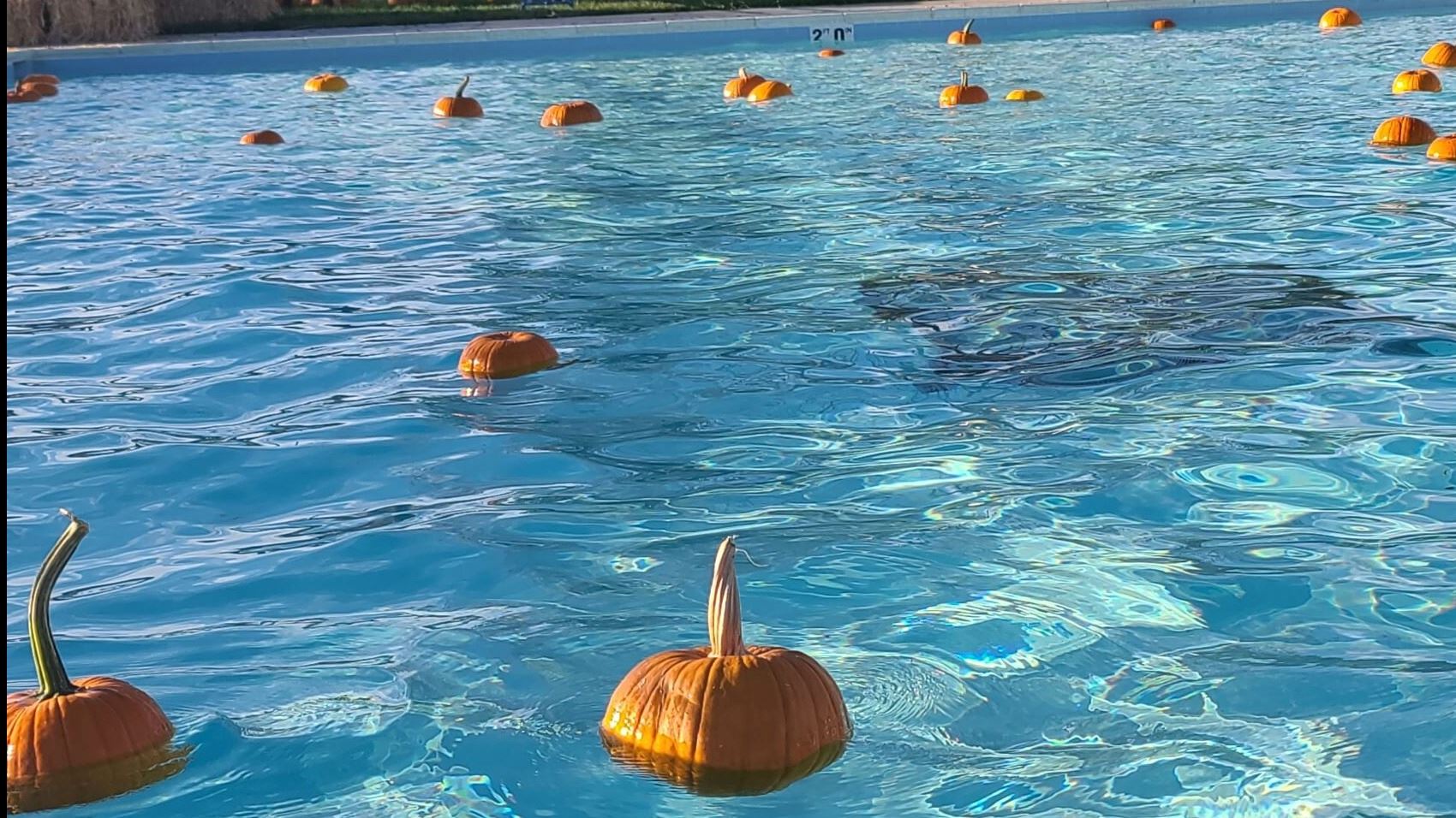 Pumpkins floating in pool