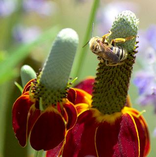 Longhorned Bees Male