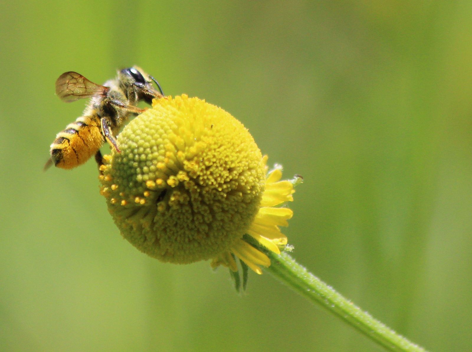 Megachile Fidelis Female