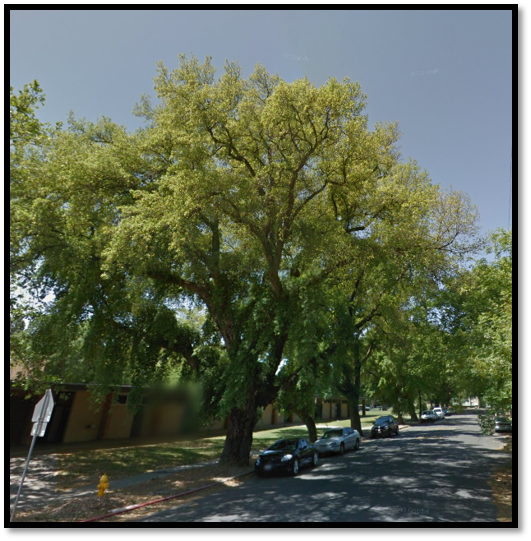 First Street and Marshall Ave. cork oak