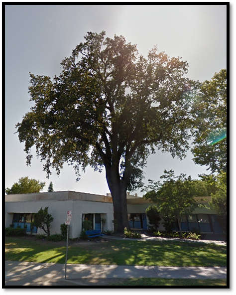 Lee Middle School valley oak