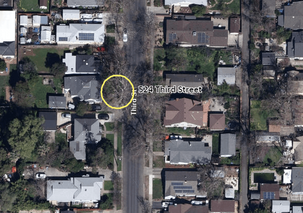 London Plane tree located at 524 Third Street