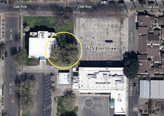 Valley Oak tree located at 625 Elm Street