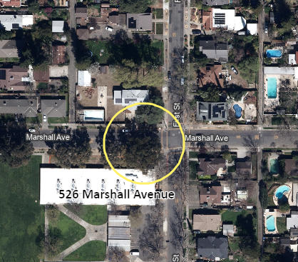 Cork Oak tree located at 526 Marshall