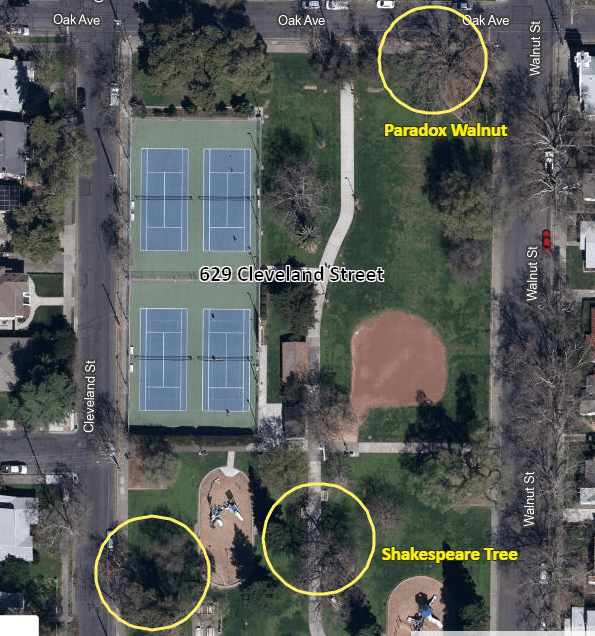 Three trees located at 629 Cleveland Street