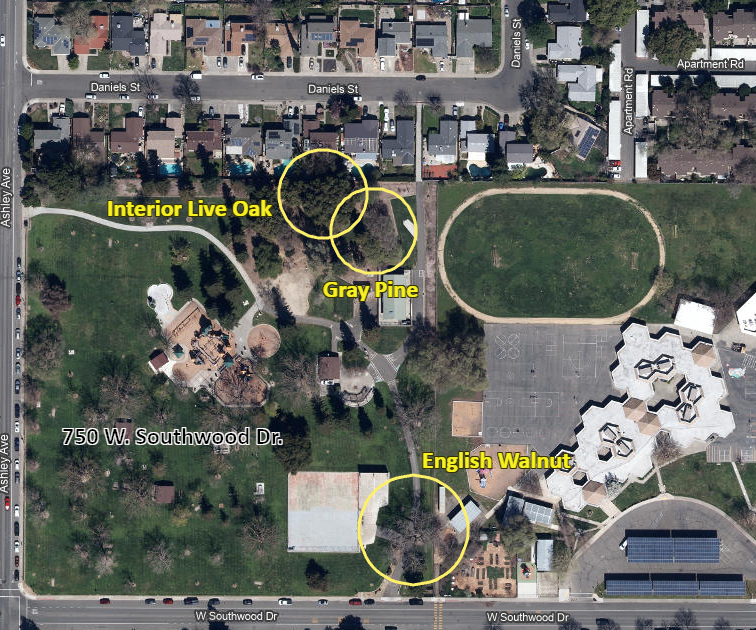 Ferns Park Specimen trees