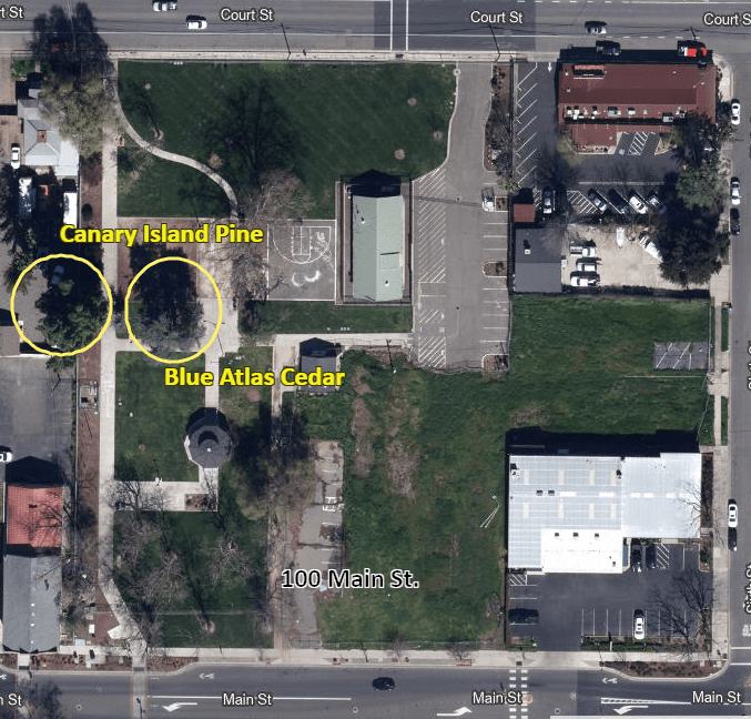 Freeman Park Specimen Trees