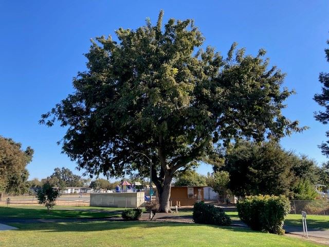English Walnut at Ferns Park