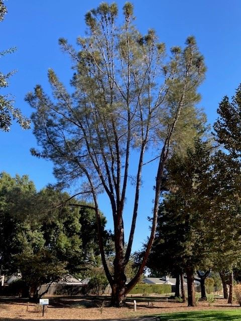 Foothill Pine at Ferns Park