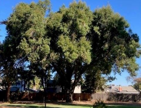 Interior Live Oak at Ferns Park