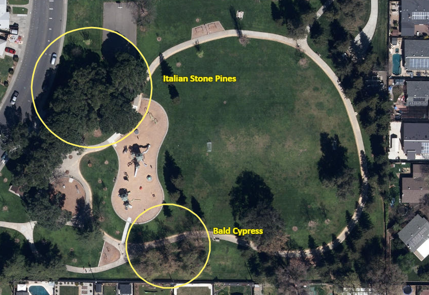 Campbell Specimen trees