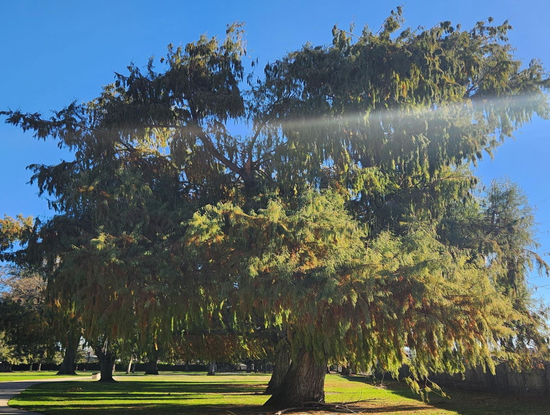 cypress grove at Campbell