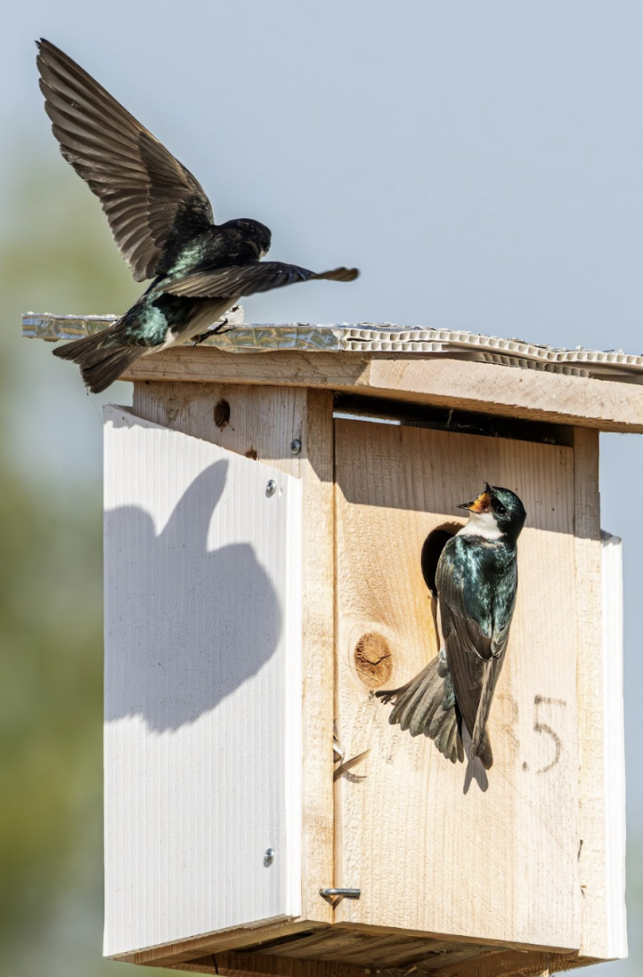 Image of two birds nesting at an elevated box in the Woodland Regional Park Preserve