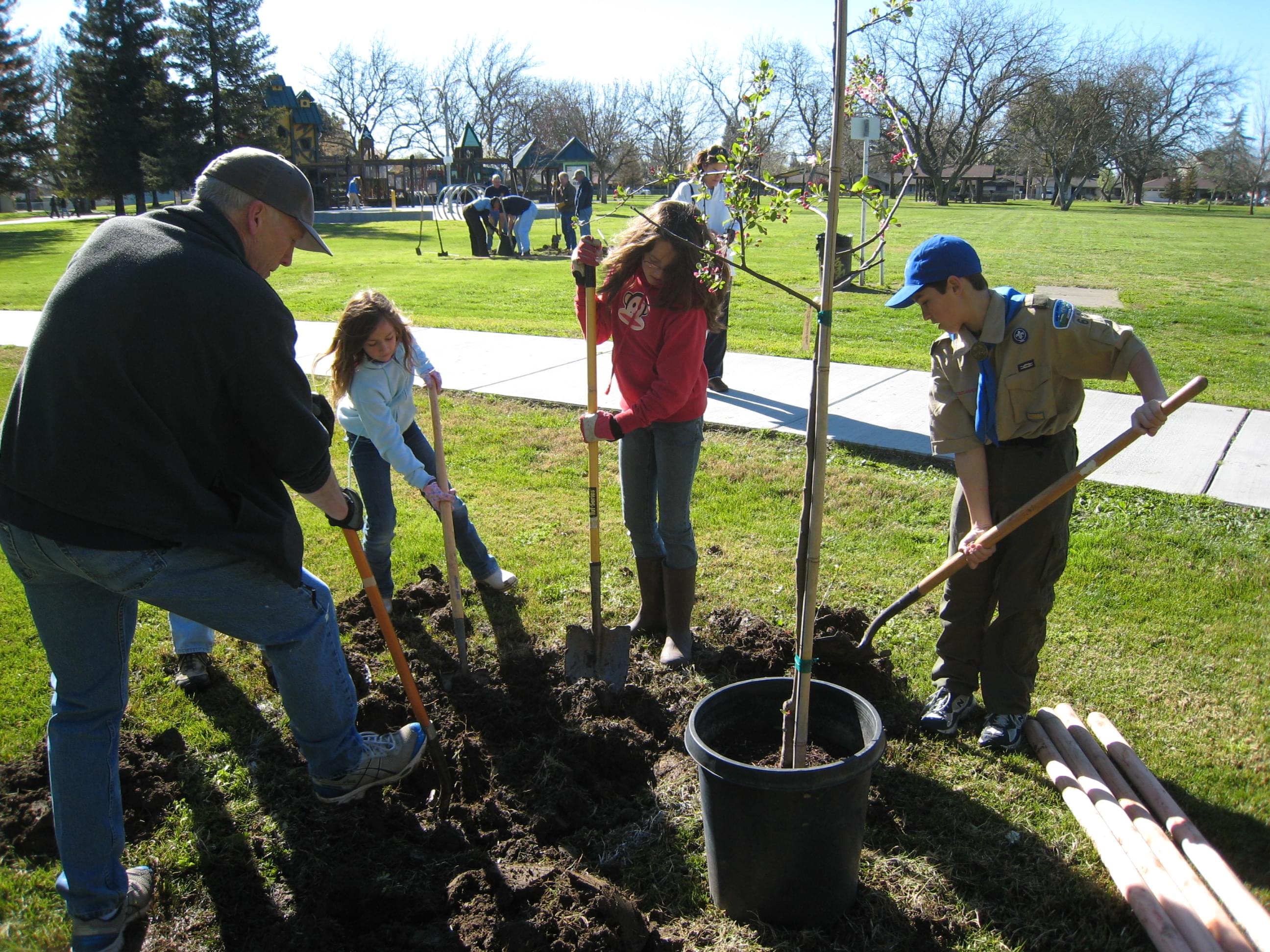 Planting Tree