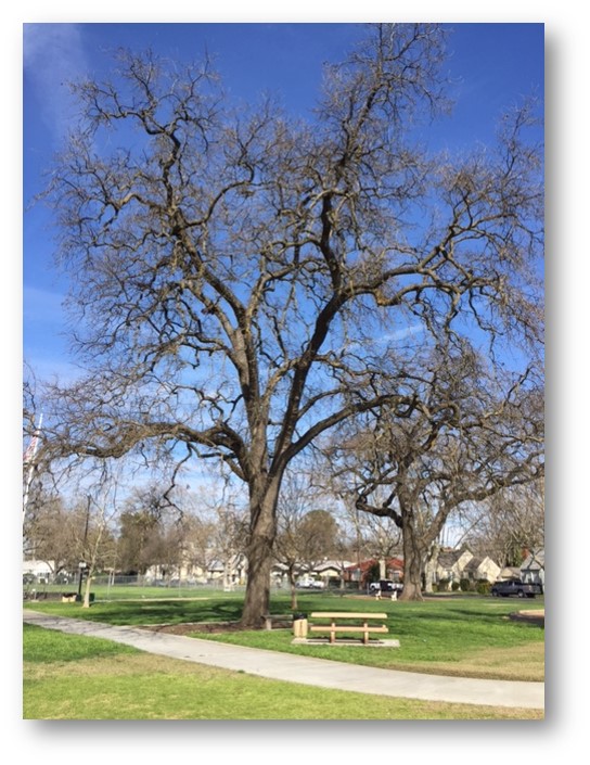 City Park Shakespeare Club Valley Oak