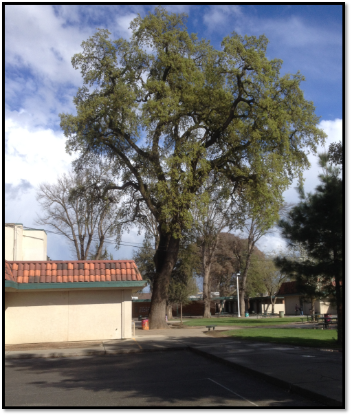 Douglas Middle School valley oak